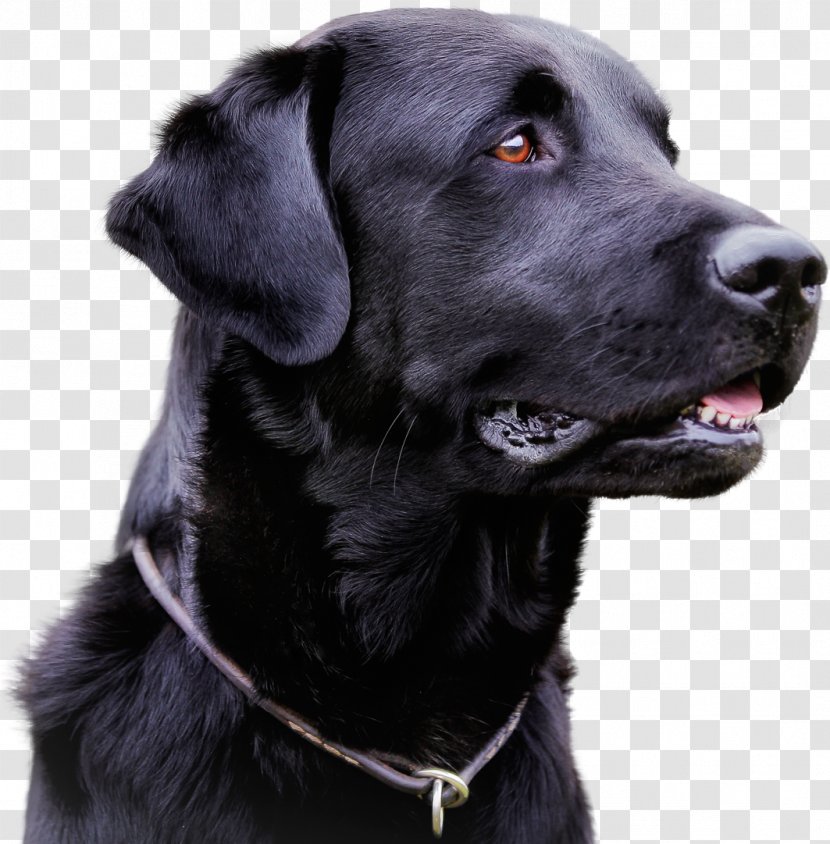 Labrador Retriever Infectious Canine Hepatitis Infection Distemper Parvovirus - Puppy Transparent PNG