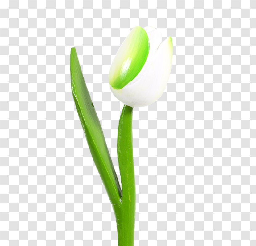 Tulip Plant Stem - Flowering Transparent PNG