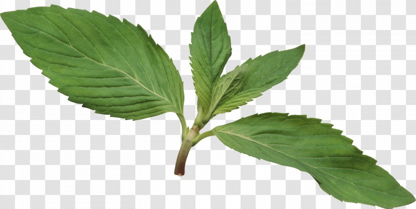 Herb Mentha Spicata Leaf Clip Art - Tree Transparent PNG