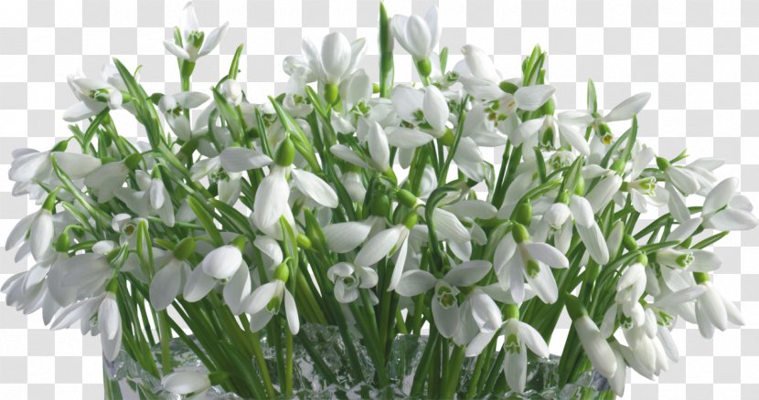 Snowdrop Всякое бывает Raster Graphics - Floristry - Flower Transparent PNG