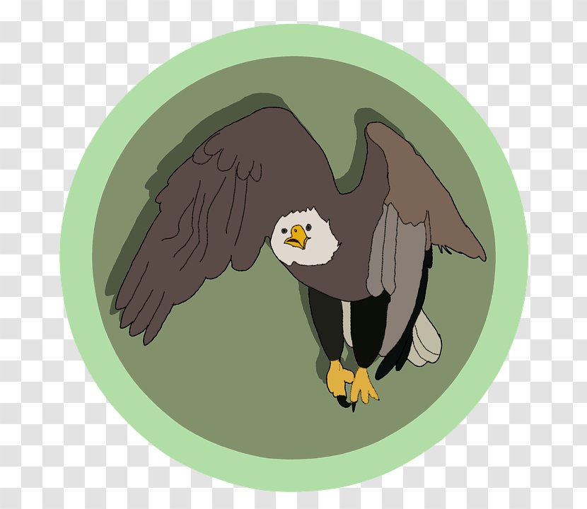 Bald Eagle Bird Image Download - Hawk Transparent PNG