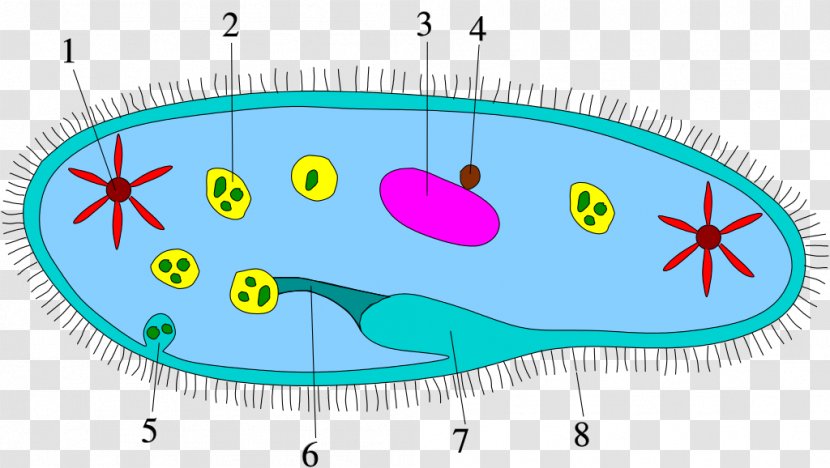 Protist Bacteria Cell Ciliate Biology - Kingdom - Trichome Virus Transparent PNG
