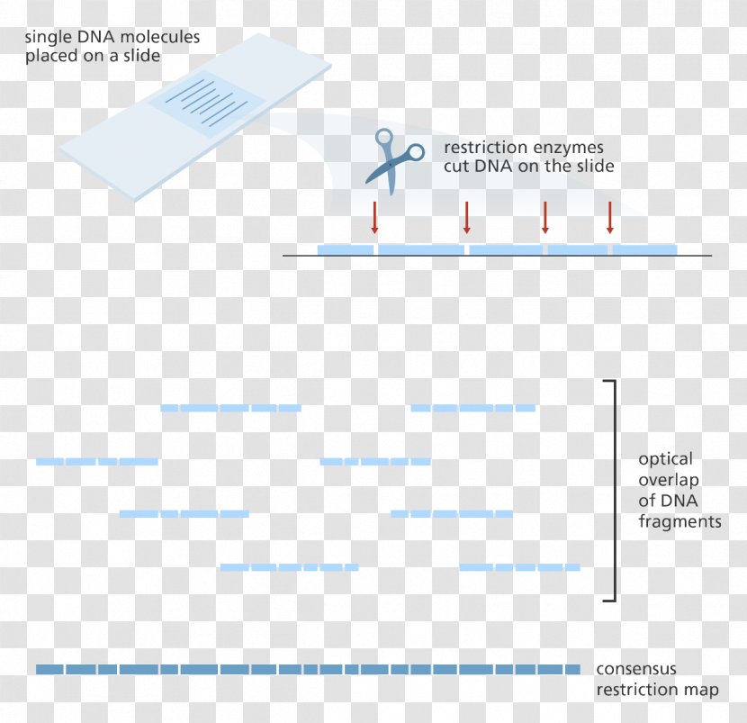 Optical Mapping Restriction Enzyme DNA Gene Genome - Diagram - Process Map Transparent PNG