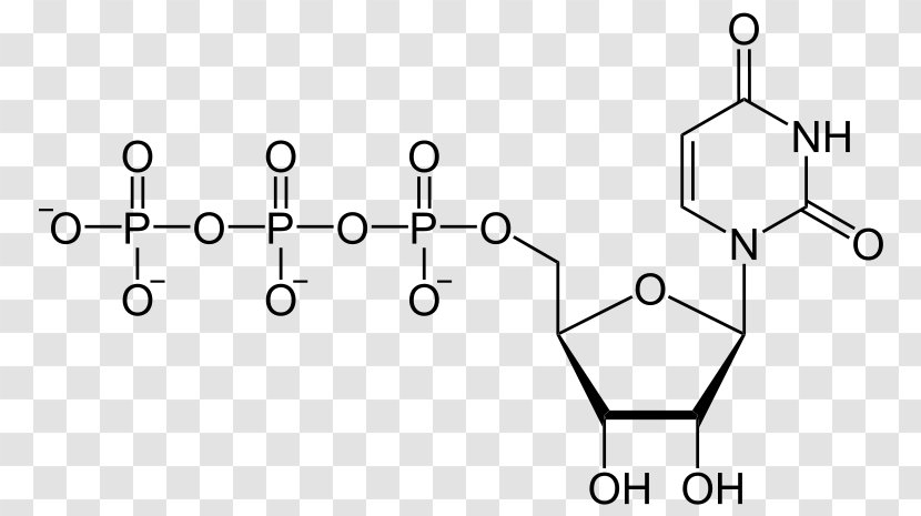 Uridine Diphosphate Triphosphate Adenosine Monophosphate - Heart - Frame Transparent PNG