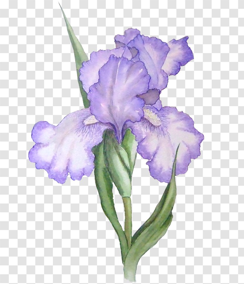 Iris Versicolor Lacustris Flower Data Set Clip Art - Weight Loss Graphics Transparent PNG