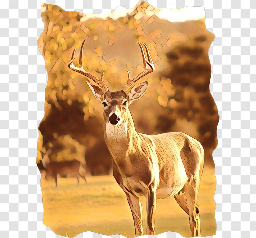 Reindeer Cartoon - Horn - Roe Deer Elk Transparent PNG