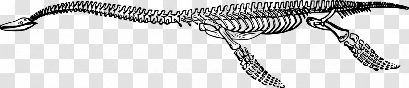 Plesiosauria Tyrannosaurus Dinosaur Plesiosaurus Clip Art - Joint - Skeleton Transparent PNG
