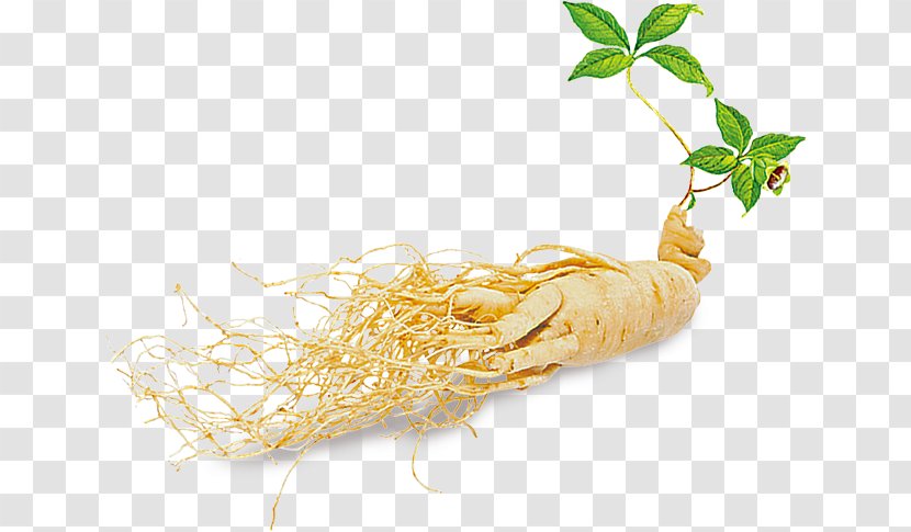 Asian Ginseng American Hongsam Ginsenoside Plant - Herb Transparent PNG