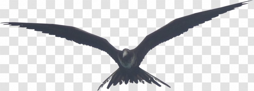 Bird Beak Wing Feather Neck - Animal - Macaw Transparent PNG