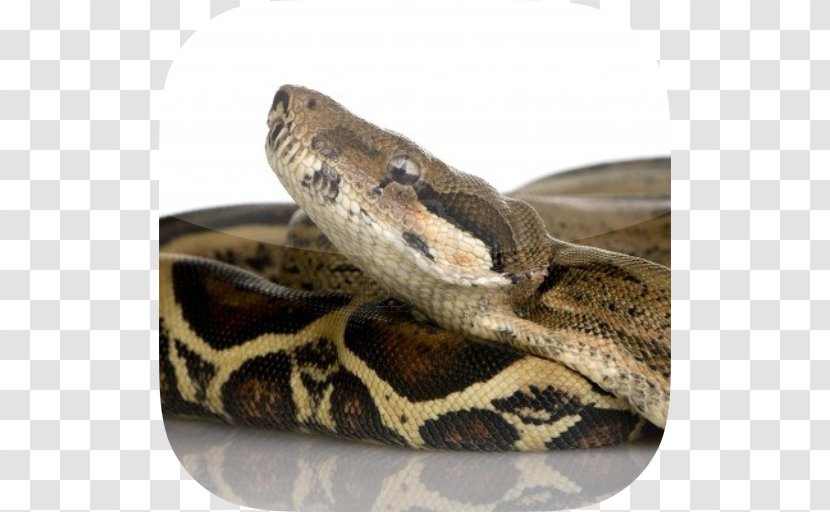 Snake Constriction Boa Constrictor Imperator UGRodents Stock Photography - Rat Transparent PNG
