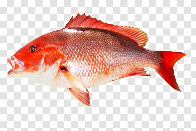 Fish Northern Red Snapper Yellowtail Amberjack Seafood King Mackerel Transparent PNG