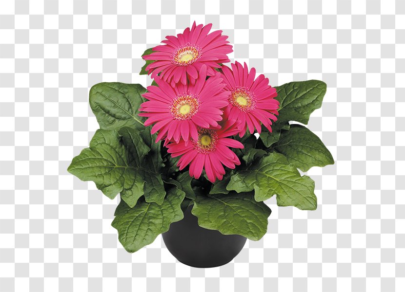 Florium Transvaal Daisy Cut Flowers Plant - Flowerpot - Lilac Flower Transparent PNG