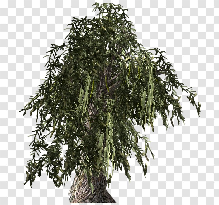 Fallout: New Vegas Prosopis Glandulosa Tree Fallout 4 Mesquite - Barbecue - Shrub Transparent PNG