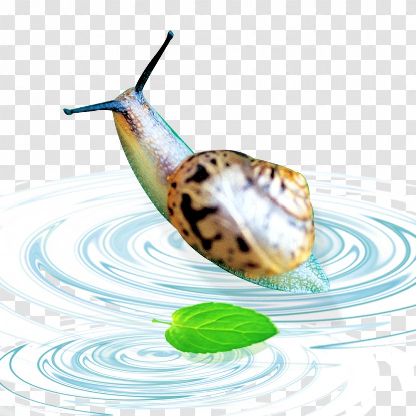 Drop Water Wallpaper - Poster - Swimming Snail Transparent PNG