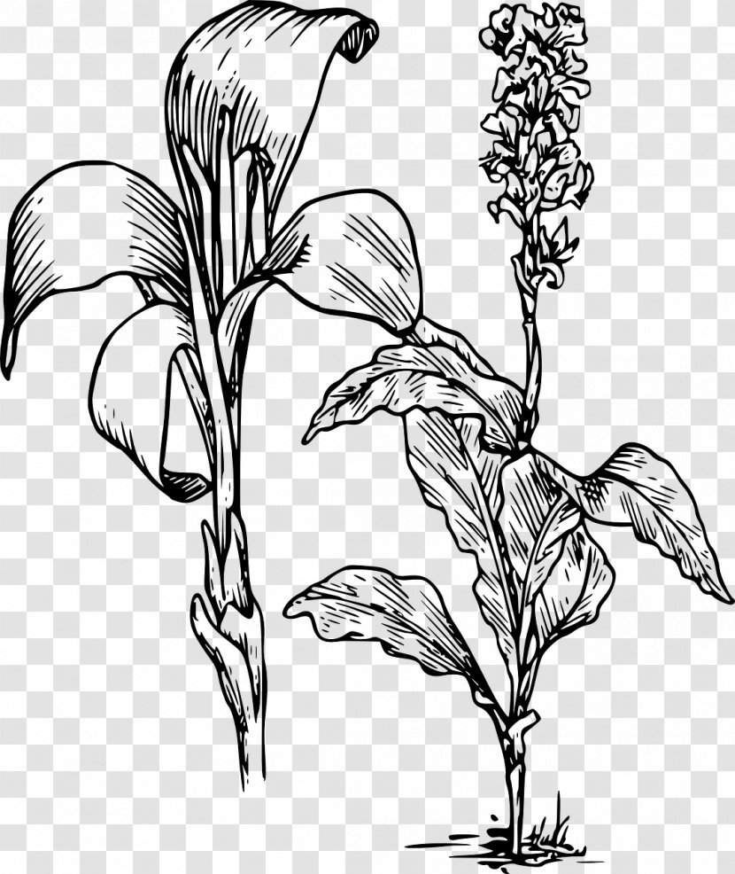 Arum-lily Canna Indica Flower Tiger Lily Clip Art - Monochrome Photography - Daffodil Transparent PNG