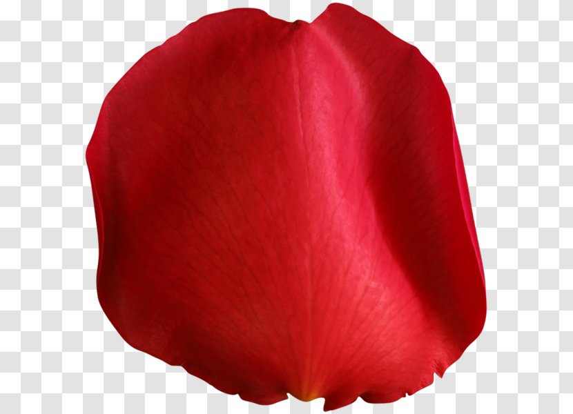 Petal Flower Clip Art - Image Processing - Rose Transparent PNG