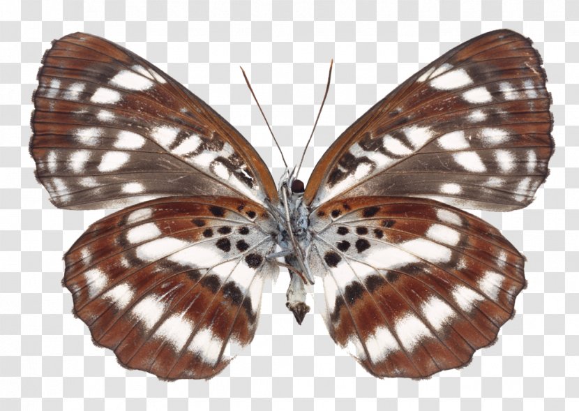 Swallowtail Butterfly Moth Gossamer-winged Butterflies Insect Transparent PNG
