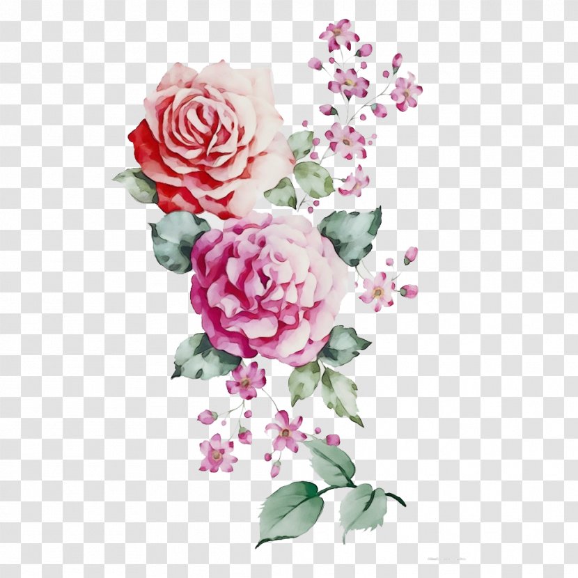 Garden Roses - Flowering Plant Rose Family Transparent PNG