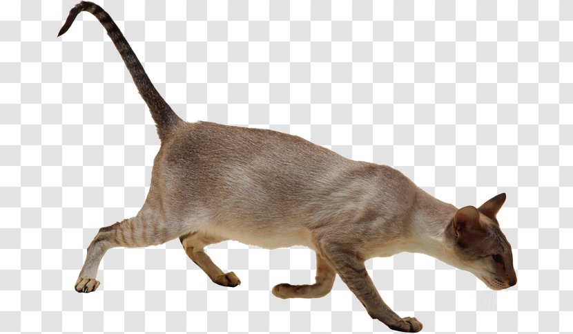 Domestic Short-haired Cat Burmese Siamese Whiskers - Short Haired - Kitten Transparent PNG