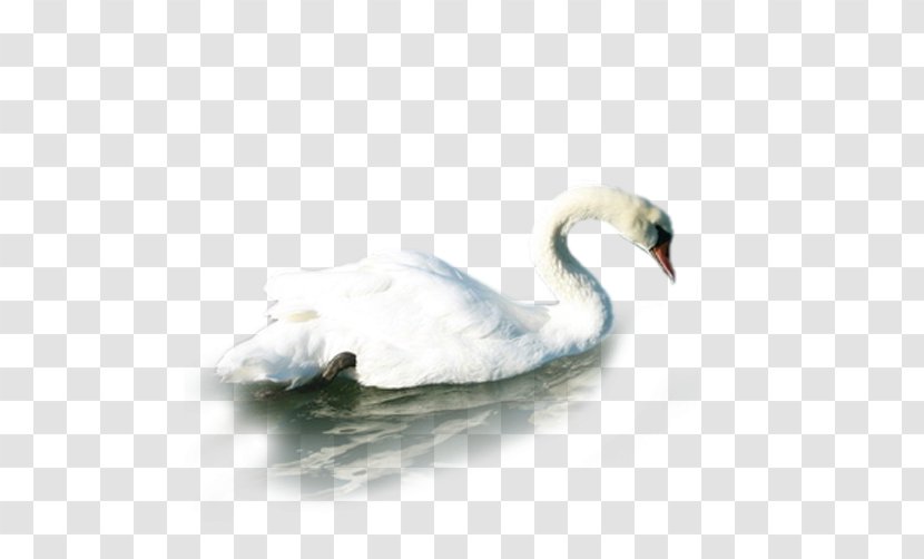Water Duck - Goose Transparent PNG