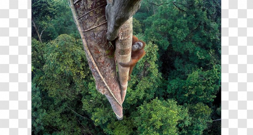 Wildlife Photographer Of The Year Photography Orangutan - Trunk Transparent PNG