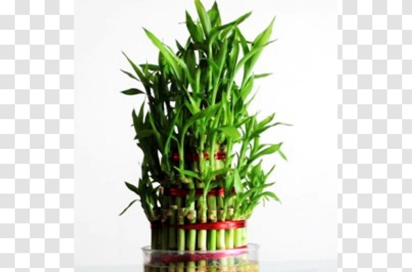 Lucky Bamboo Houseplant Flowerpot - Grass Transparent PNG