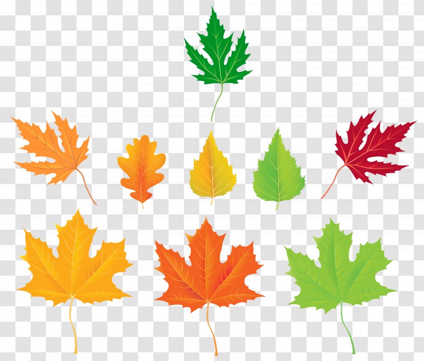 Maple Leaf Autumn Clip Art - Editing - Leaves Transparent PNG
