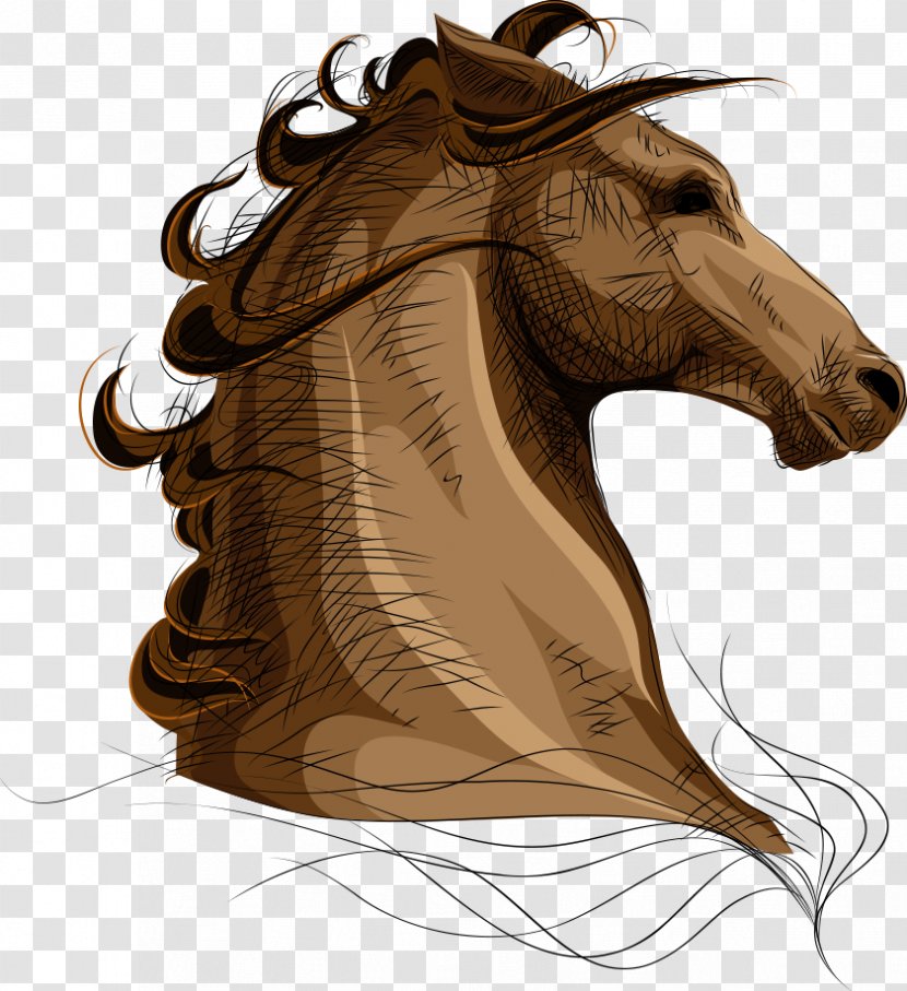 Arabian Horse Pet Equestrianism Illustration - Animal - Hand-painted Transparent PNG