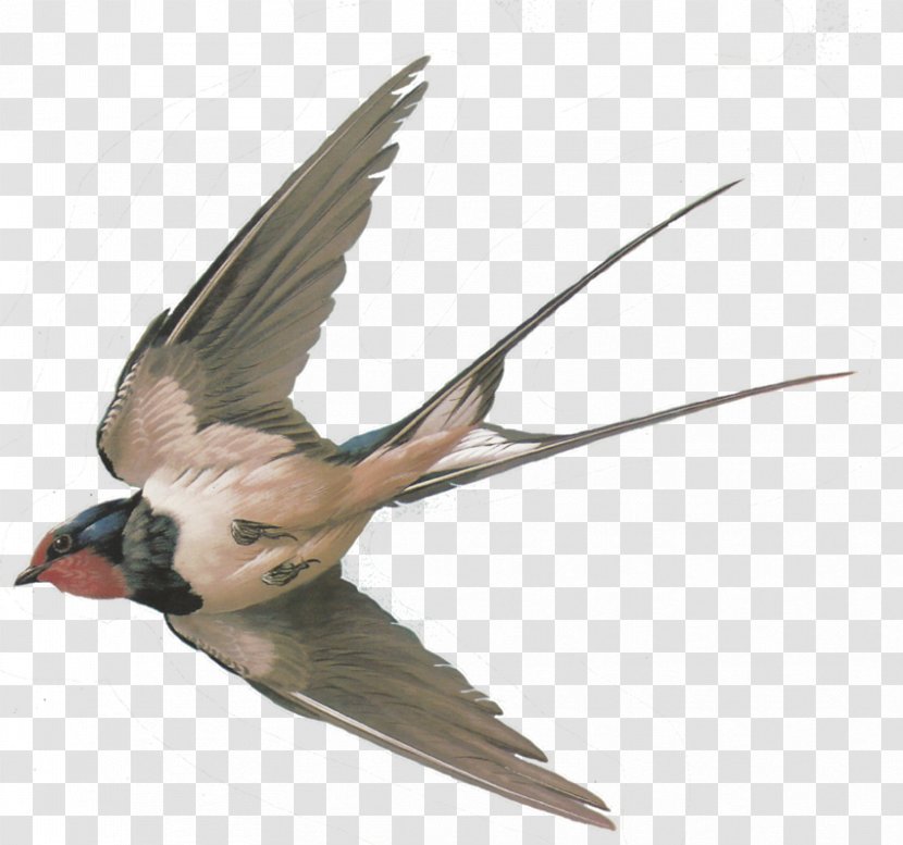 Bird Sparrow Columbidae Barn Swallow Tree - Beak Transparent PNG
