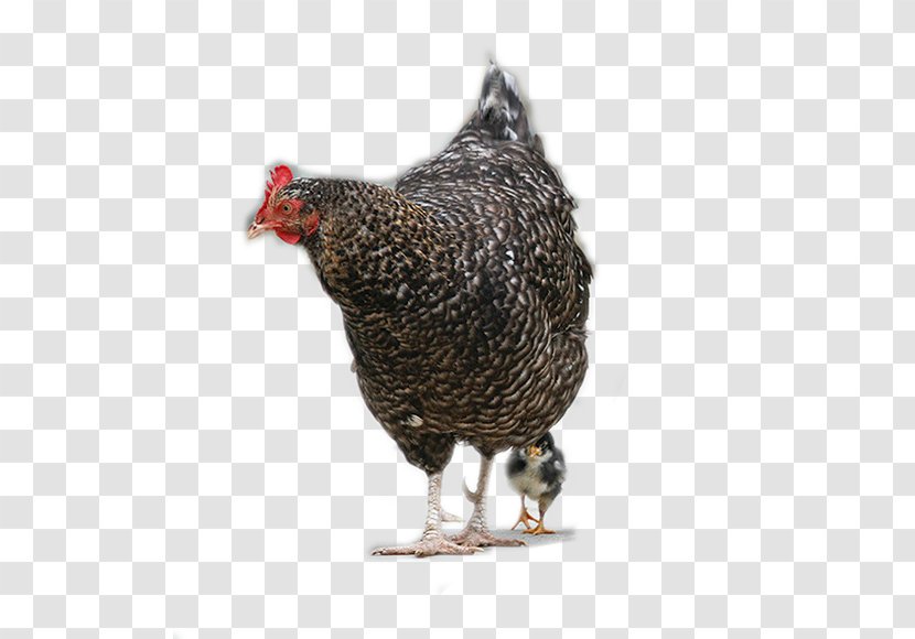 Plymouth Rock Chicken Rooster Hen Mother - Livestock - Big Luhua Transparent PNG