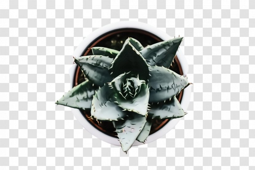 Aloe Vera Leaf - Haworthia - Perennial Plant Flower Transparent PNG