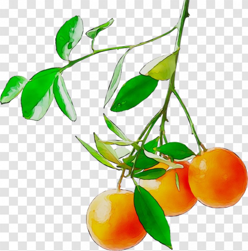 Citrus Natural Foods Vegetarian Cuisine Vegetarianism - Flower - Flowering Plant Transparent PNG