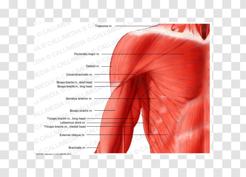 Arm Shoulder Muscle Human Body Coronal Plane - Frame Transparent PNG