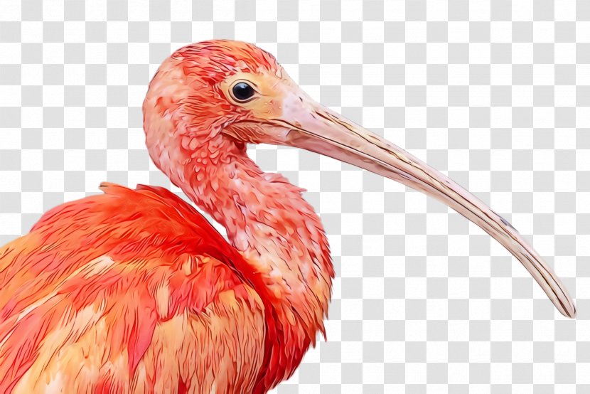 Bird Beak Ibis Pink Pelecaniformes - Wildlife - Water Transparent PNG