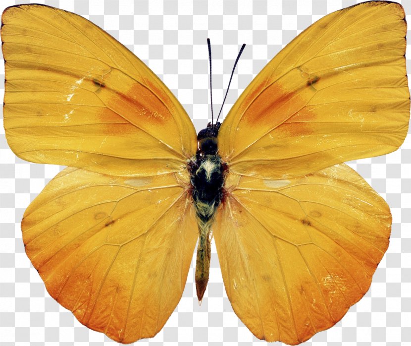 Butterfly Insect Yellow Photography - Stock Transparent PNG