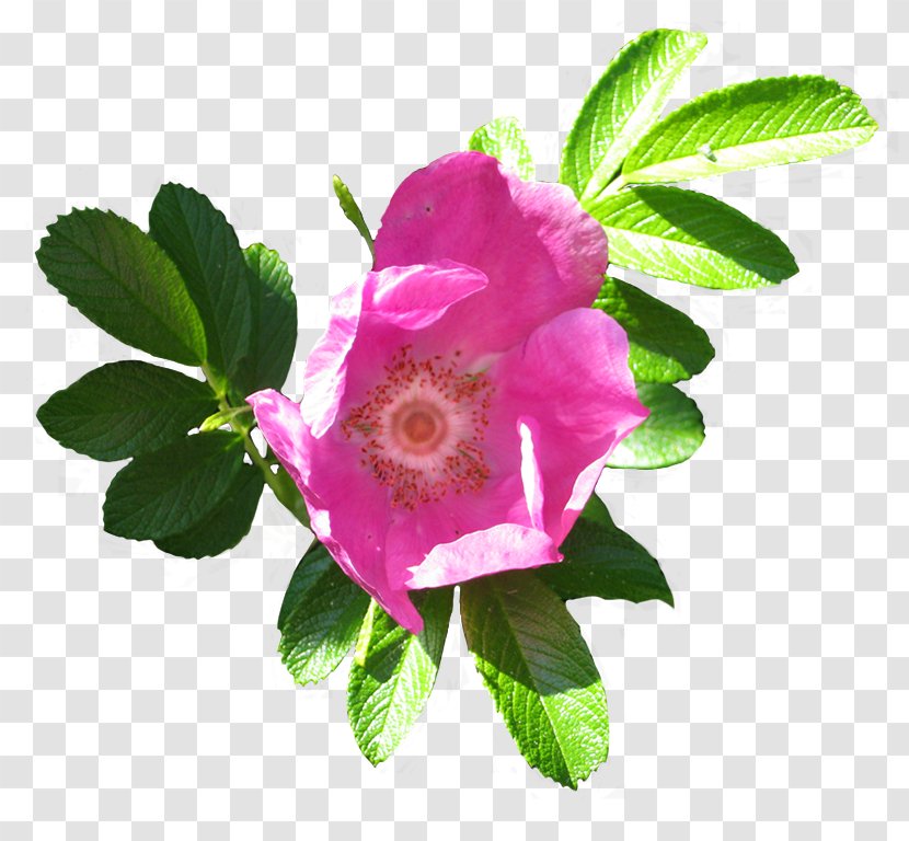 Glaucous Dog Rose Dog-rose Beach Cabbage Clip Art - Rosa Centifolia - Rugosa Transparent PNG