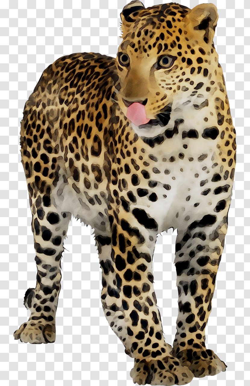Leopard Jaguar Cheetah Clip Art - Organism Transparent PNG