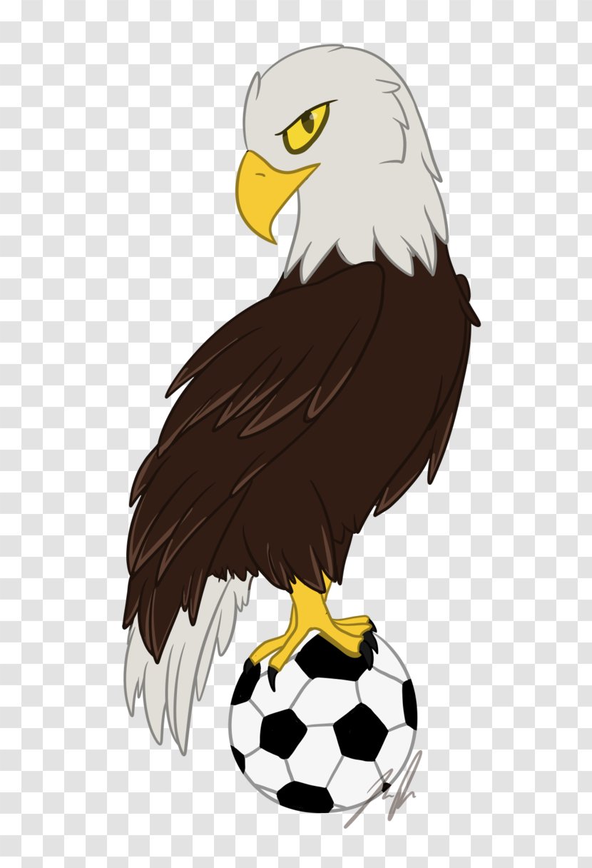 Bald Eagle Beak Animated Cartoon Transparent PNG