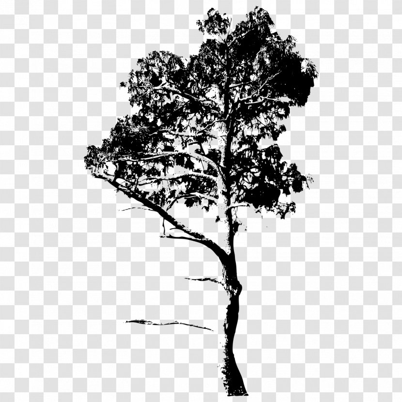 Twig Royalty-free Drawing - Pine Family - Tree Transparent PNG