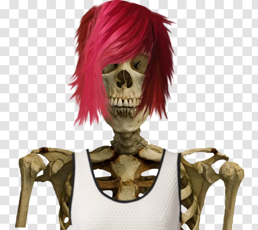 Human Skeleton - Rudolph - Neck Transparent PNG