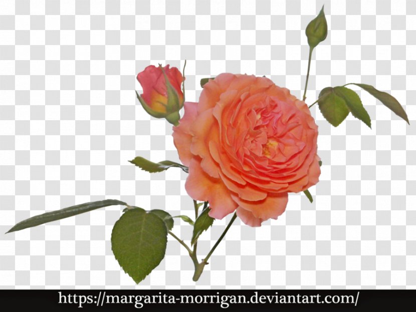 Garden Roses Cabbage Rose Flower Margarita Floral Design - Cut Flowers Transparent PNG