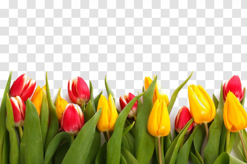 Paper Tulip Flower Stock.xchng Stock Photography - Flowers Transparent PNG