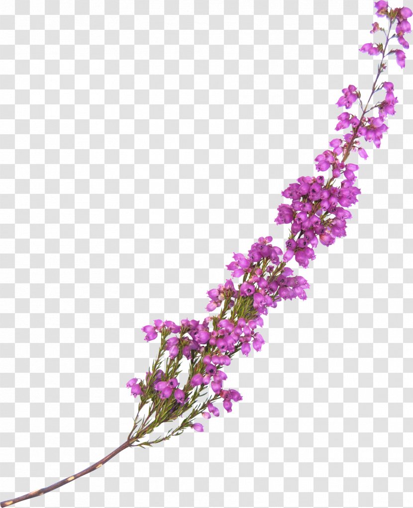 Flower Lavender Violet Clip Art - Floral Design - Treasure Transparent PNG