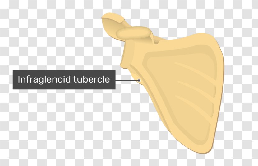 Infraglenoid Tubercle Scapula Glenoid Cavity Anatomy - Shoulder - Tibia Transparent PNG