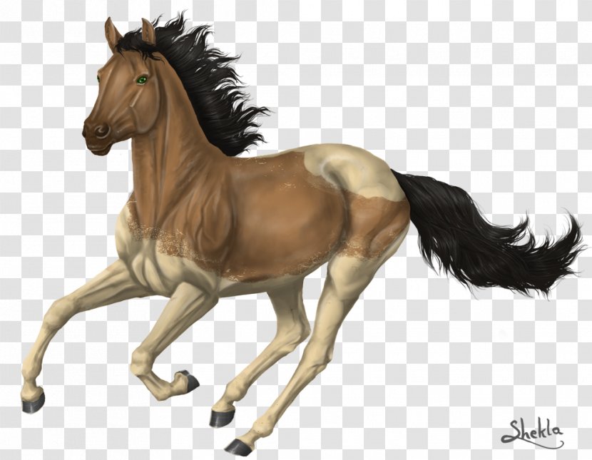 Mustang Thoroughbred Foal Stallion Colt - Canter And Gallop Transparent PNG