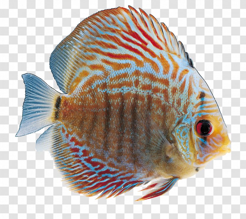 Ornamental Fish Clip Art - Tropical Transparent PNG