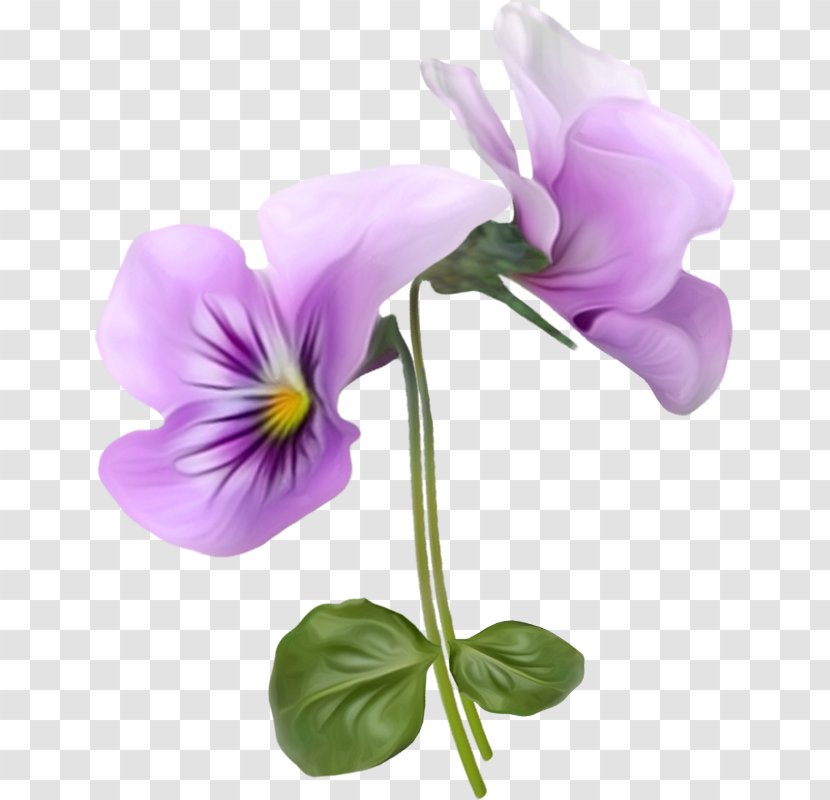 Flower Violet Pansy Clip Art - Cut Flowers Transparent PNG