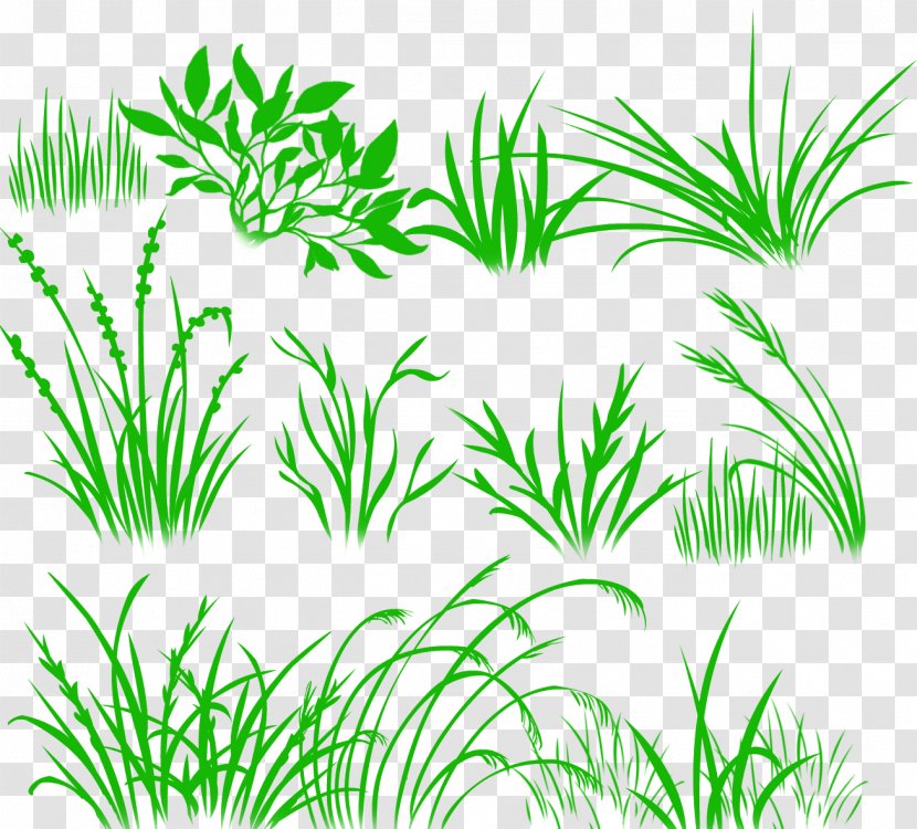 Herbaceous Plant Drawing Desktop Wallpaper - Metaphor -painted Grass Transparent PNG