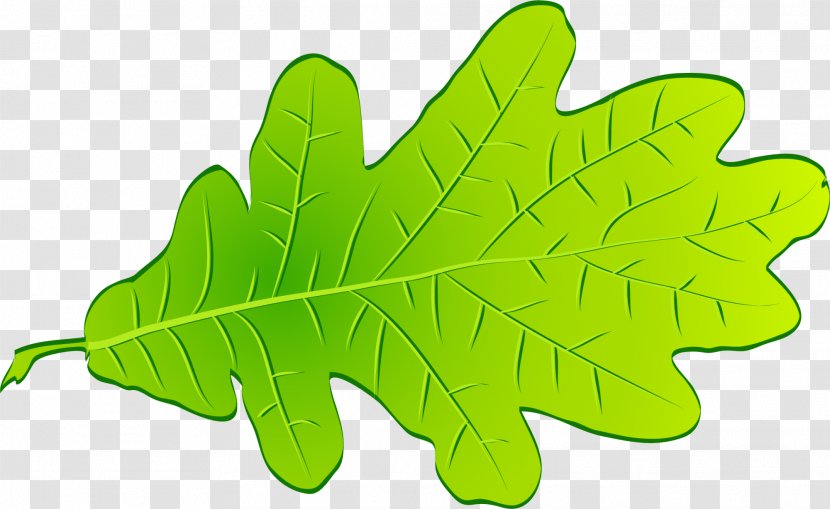 Leaf Green Tree - Fresh Leaves Transparent PNG