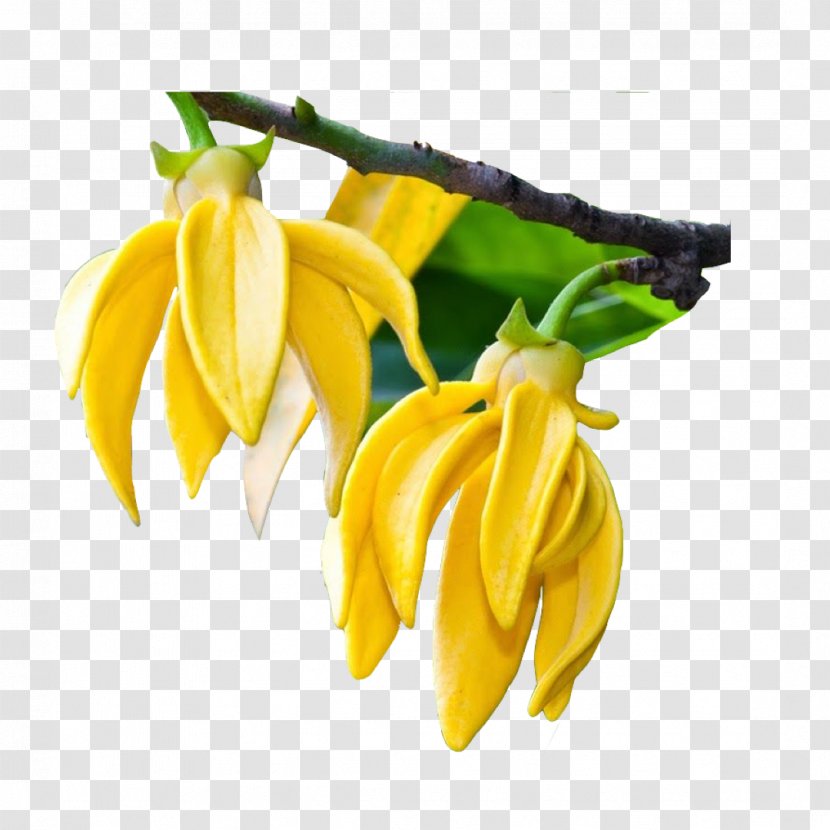 Yellow Rose - Flower - Petal Banana Family Transparent PNG